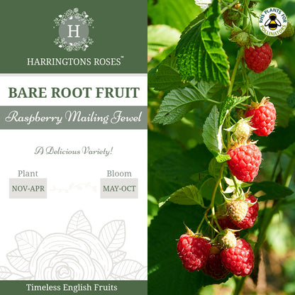 Raspberry Mailing Jewel
