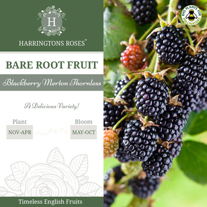 Blackberry Evergreen Thornless