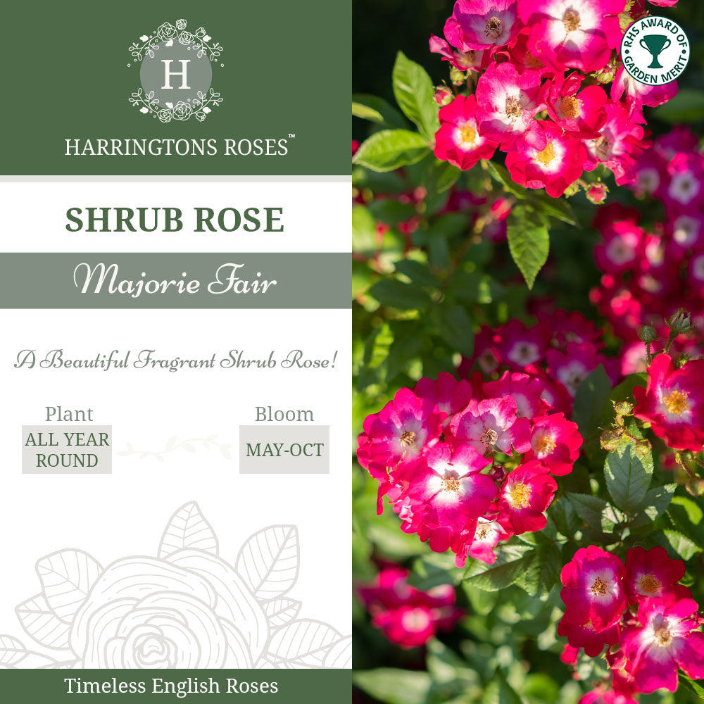 Rosa Marjorie Fair