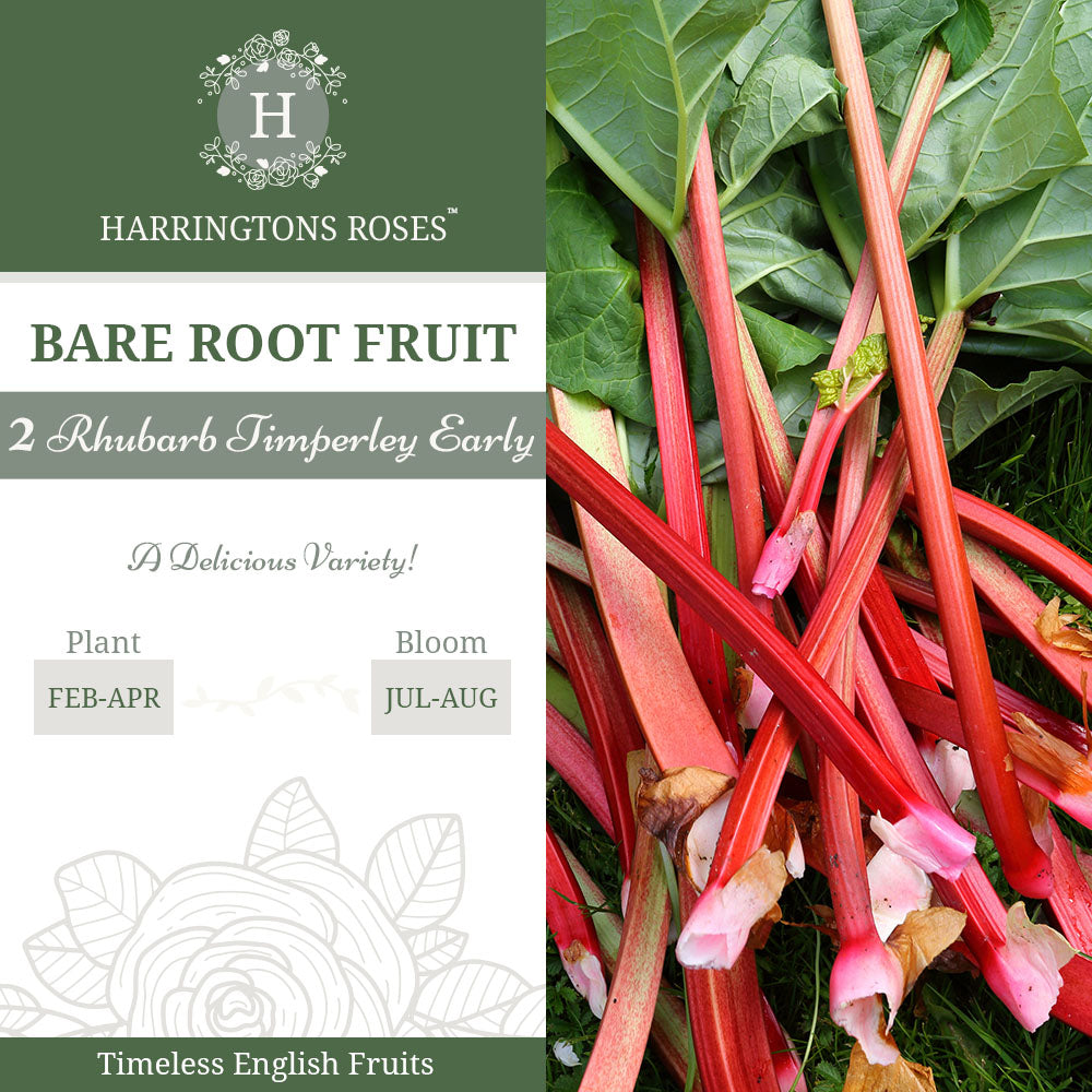 Rhubarb Timperley Early