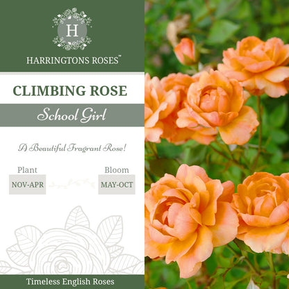 Rosa ‘School Girl’