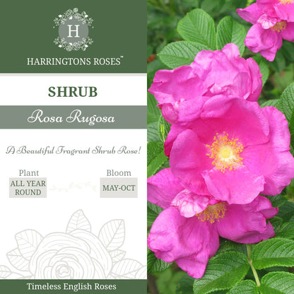 Rosa Rugosa Deep Pink