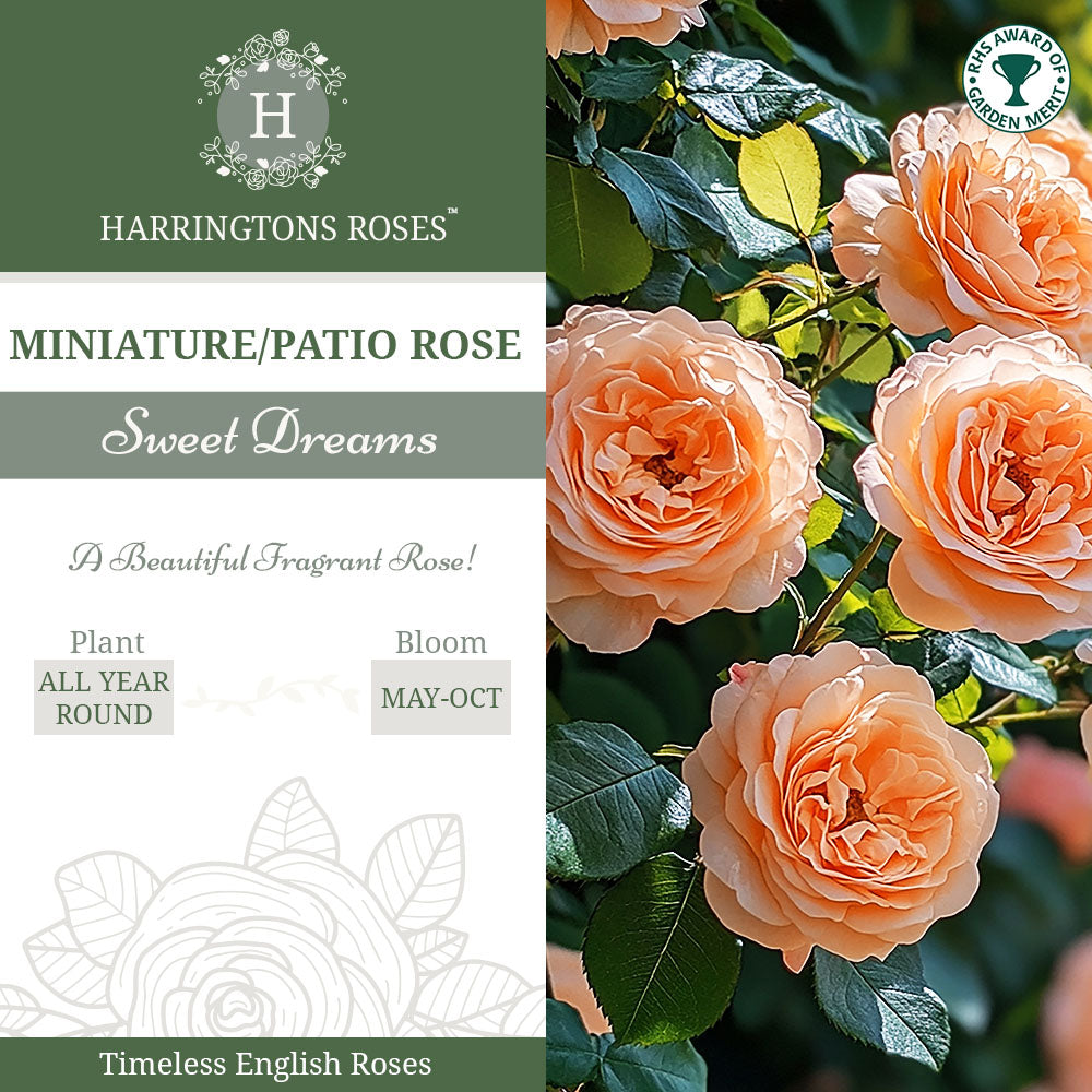 Rosa Sweet Dreams
