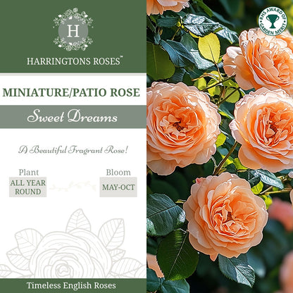 Rosa Sweet Dreams