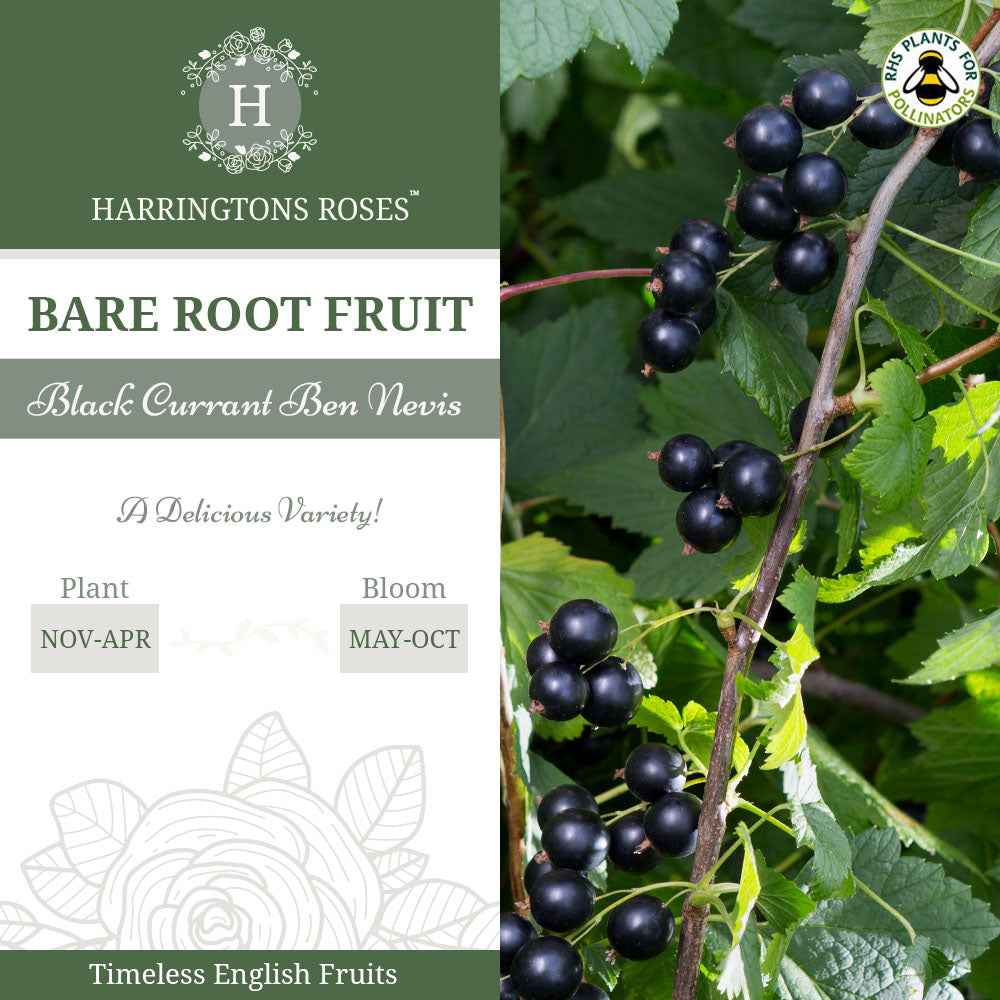 Blackcurrant Ben Nevis