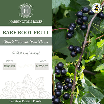 Blackcurrant Ben Nevis