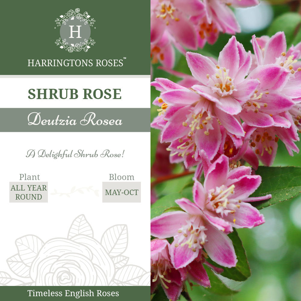 Deutzia Rosea