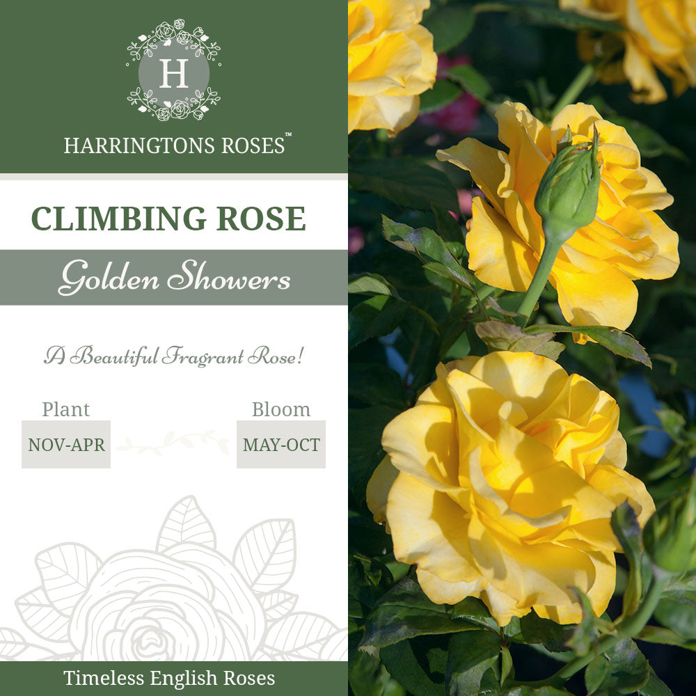 Golden Showers Rose