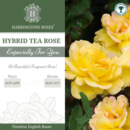 Rosa 'Especially for You'