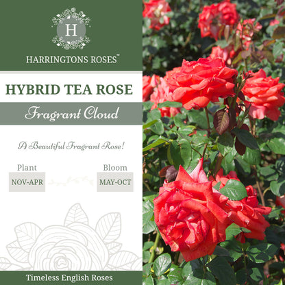 Rosa 'Fragrant Cloud'