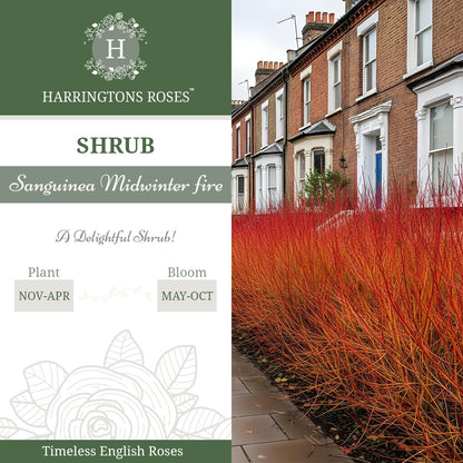 Sanguinea Midwinter Fire