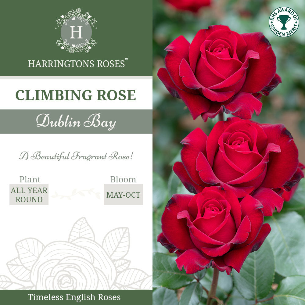 Dublin Bay Rose