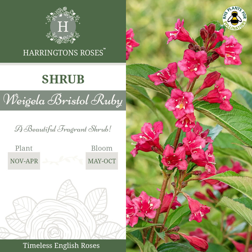 Rosa Weigela Bristol Ruby