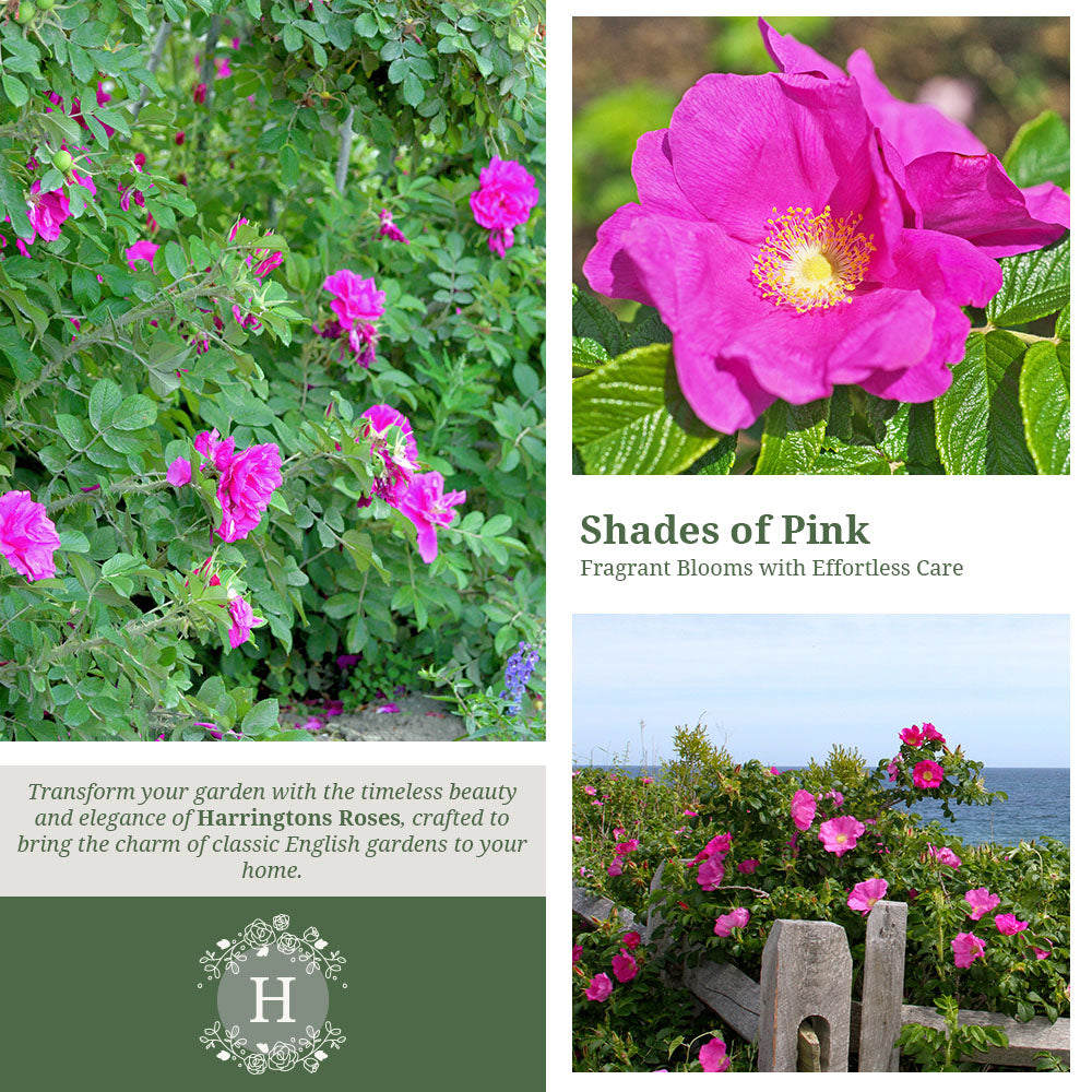 Rosa Rugosa Deep Pink