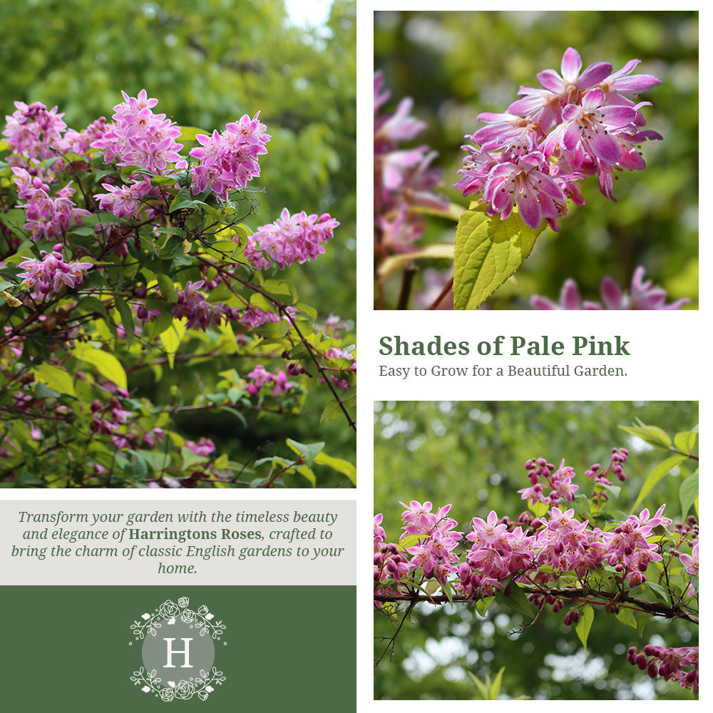 Deutzia Rosea