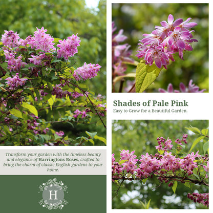 Deutzia Rosea