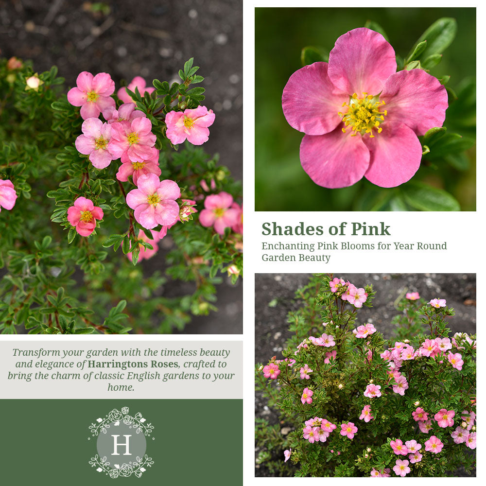Rosa Potentilla Fruticosa Pink Beauty