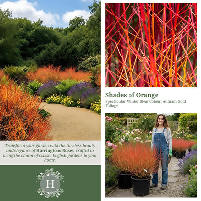 Sanguinea Midwinter Fire