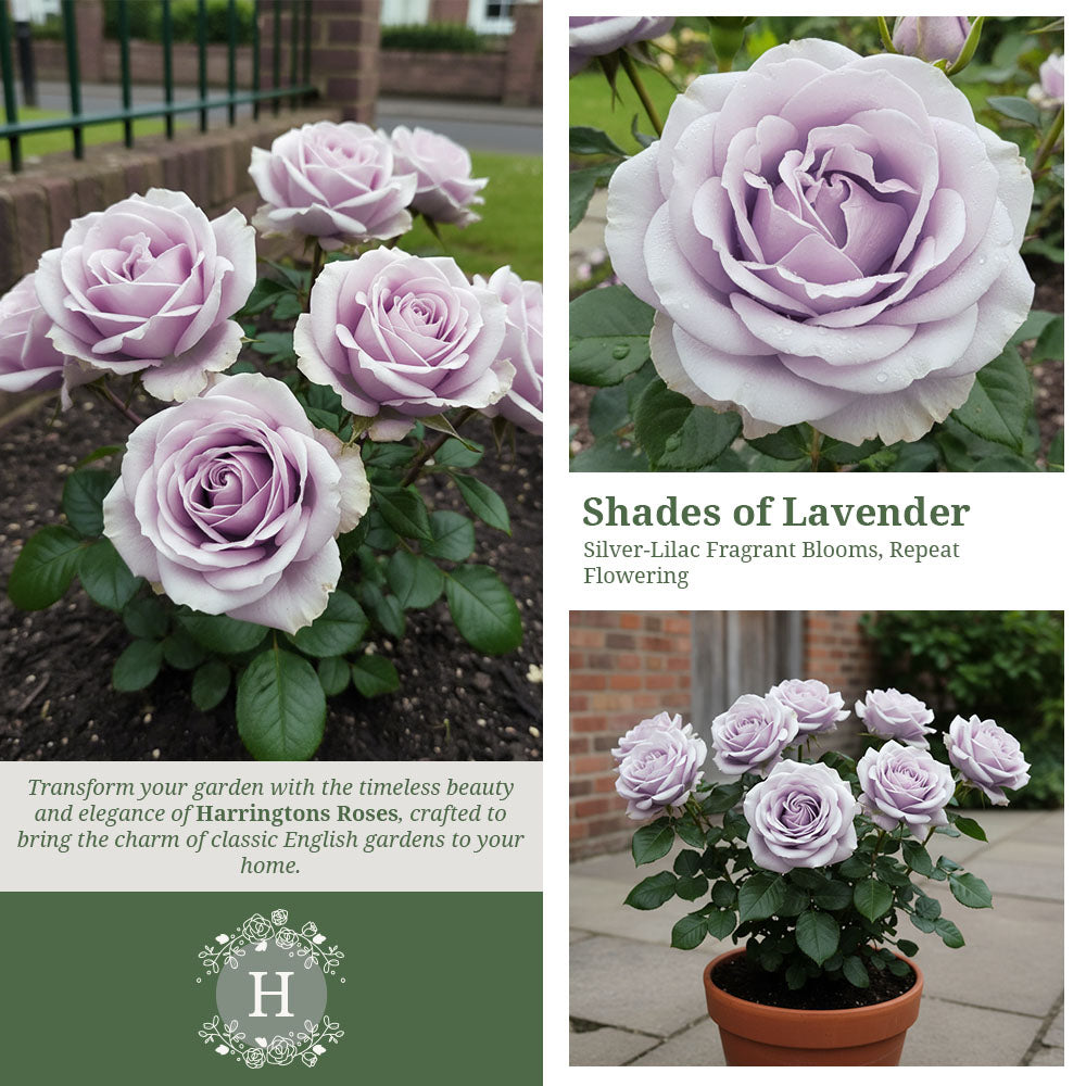 Twice in a Blue Moon