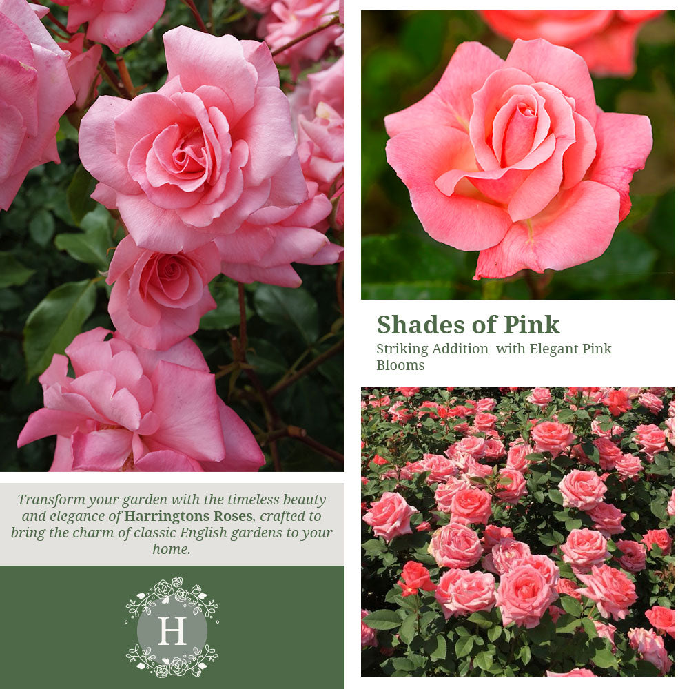 Rosa Congratulations