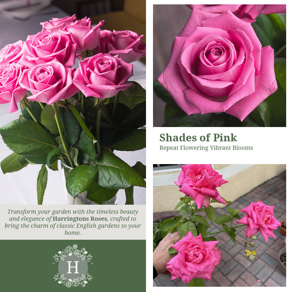 Rosa Wedding Bells
