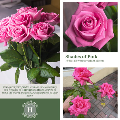 Rosa Wedding Bells