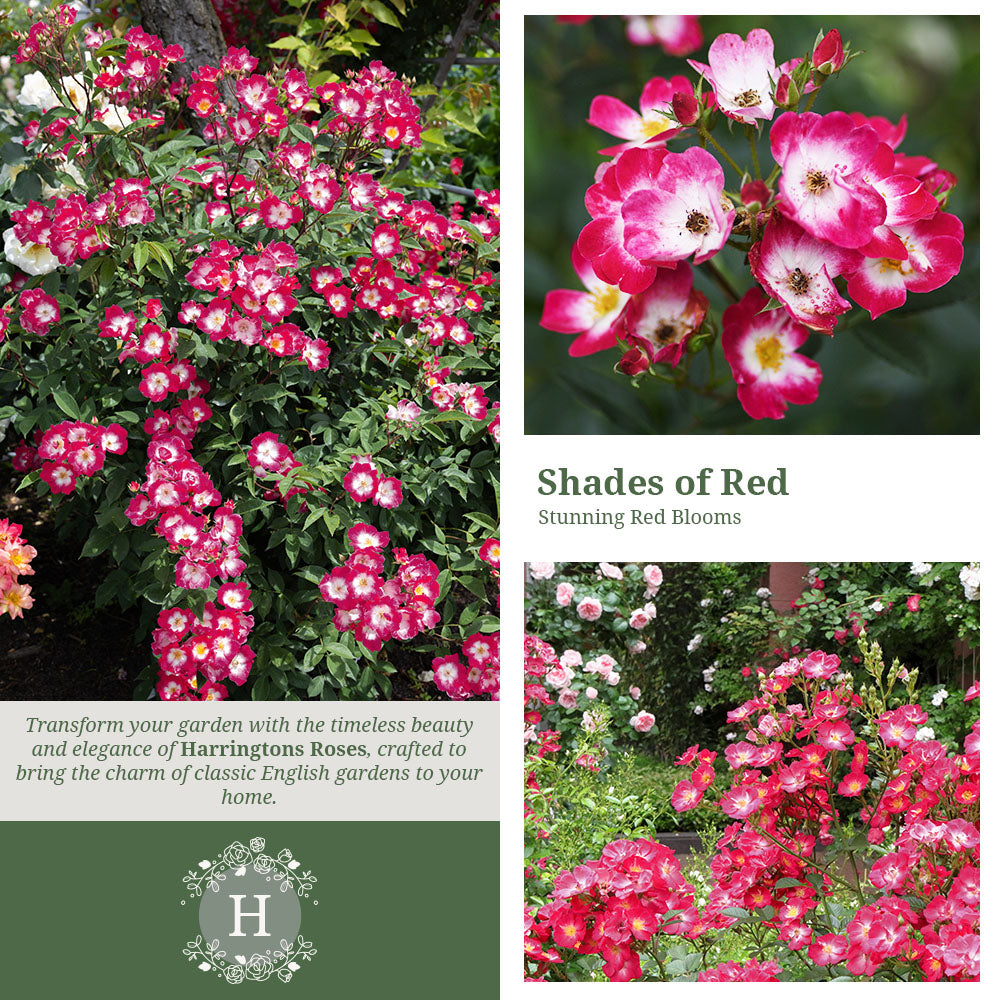 Rosa Marjorie Fair