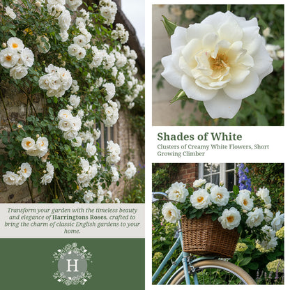 Rosa White Cockade