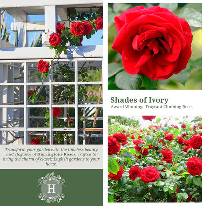 Rosa Paul’s Scarlet