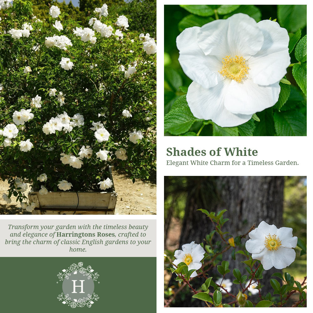 Rosa Rugosa Alba
