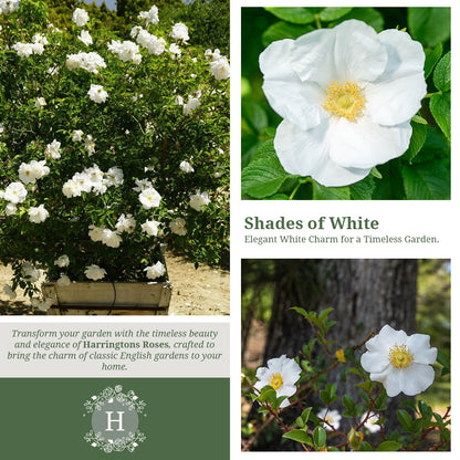 Rosa Rugosa Alba
