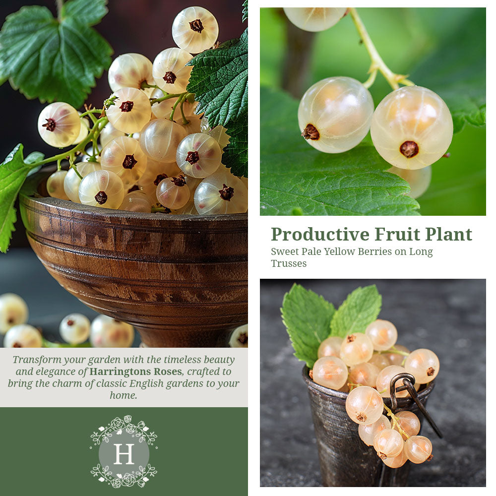 White Currant ‘White Versailles'