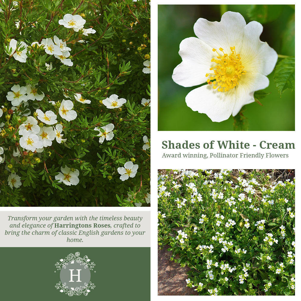 Potentilla Abbotswood Rose