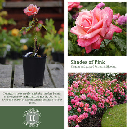 Rosa Silver Jubilee