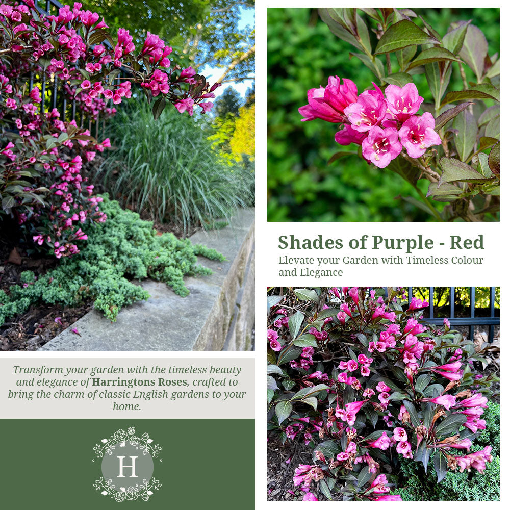 Rosa 'Weigela florida Foliis Purpureis'