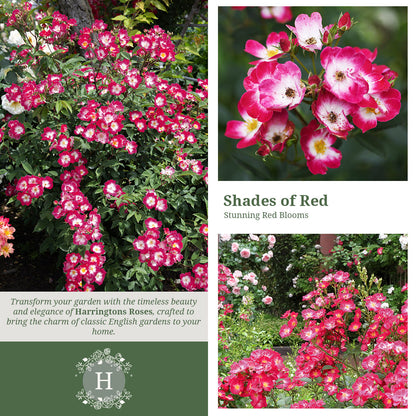 Rosa Marjorie Fair