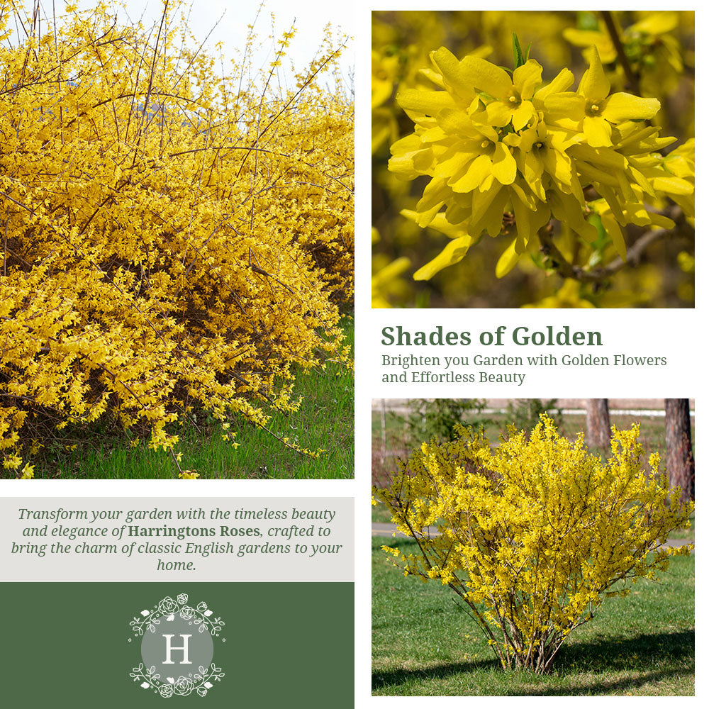 Rosa Forsythia intermedia 'Spectabilis'