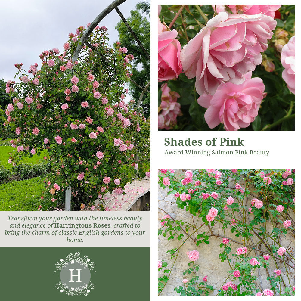 'Albertine' Rose