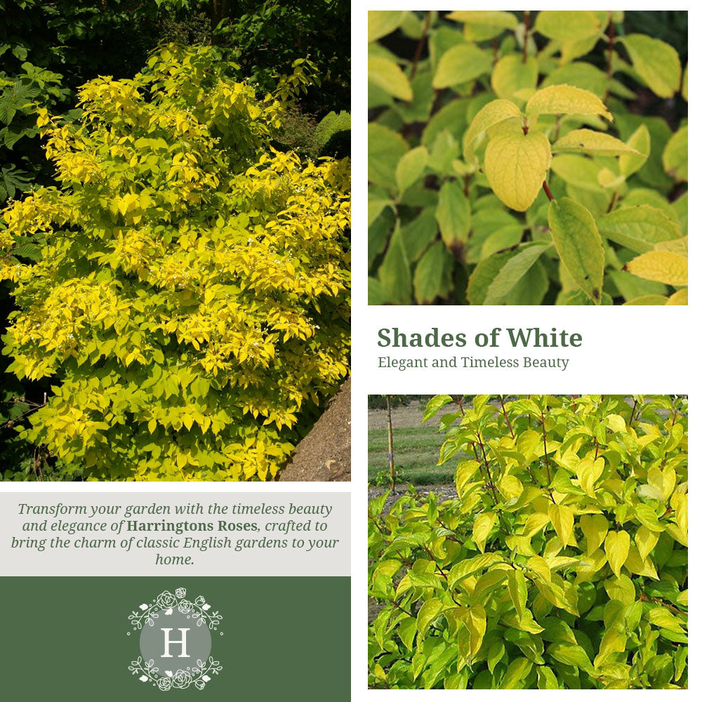 Rosa Philadelphus Coronarius Aureus