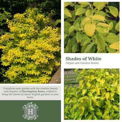Rosa Philadelphus Coronarius Aureus