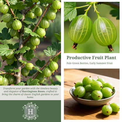 Gooseberry ‘Invicta’