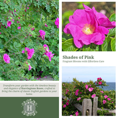 Rosa Rugosa Deep Pink