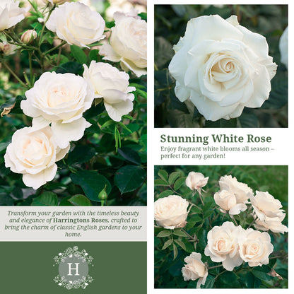 Rosa Iceberg