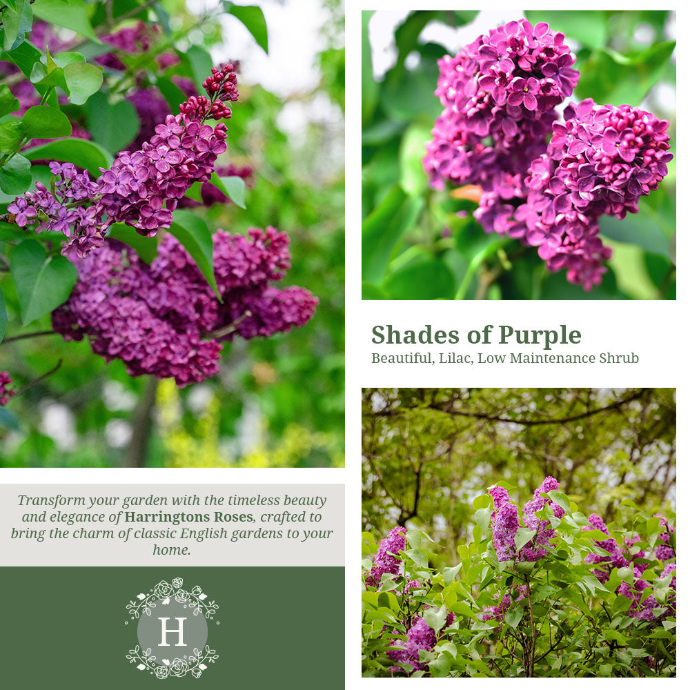 Rosa Syringa Vulgaris