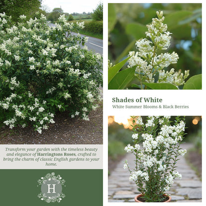 Ligustrum Ovalifolium