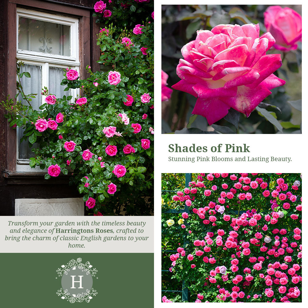 Rosa ‘Zephirine Drouhin’