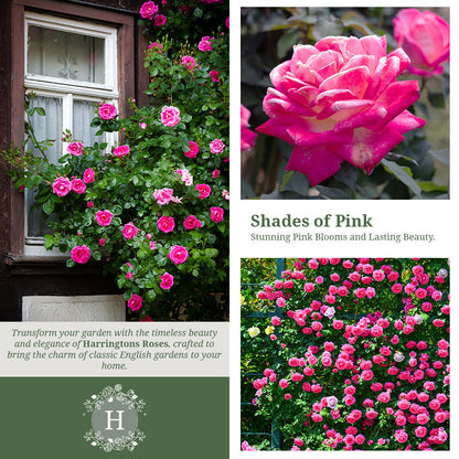 Rosa ‘Zephirine Drouhin’