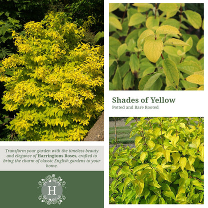 Rosa Philadelphus Coronarius Aureus