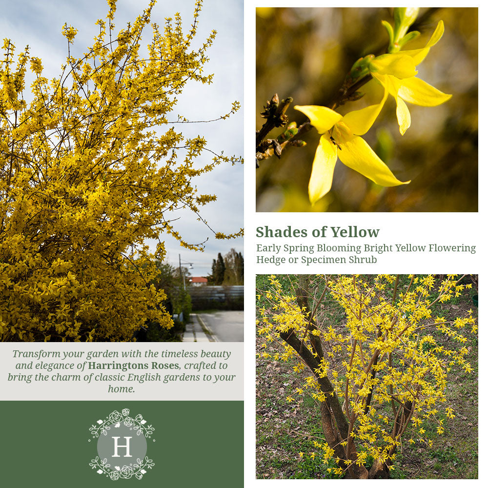 Forsythia Lynwood Variety