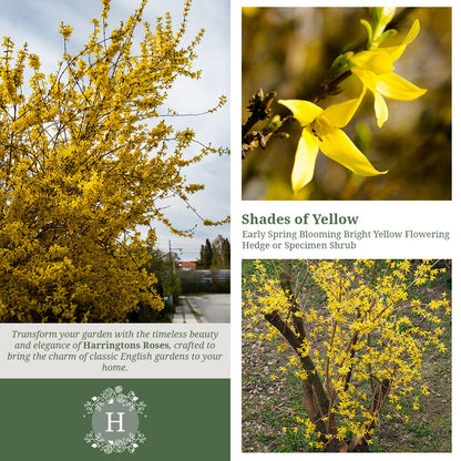 Forsythia Lynwood Variety